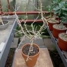 Commiphora samharensis ssp. terebinthina