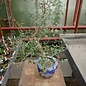 Bursera fagaroides   Sonora, Calofornien, Arizona, NW-Mexiko