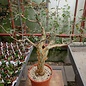Bursera fagaroides   Sonora, Calofornien, Arizona, NW-Mexiko