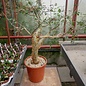 Bursera fagaroides   Sonora, Calofornien, Arizona, NW-Mexiko