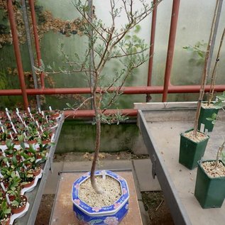 Bursera microphylla   Arizona, Mexiko