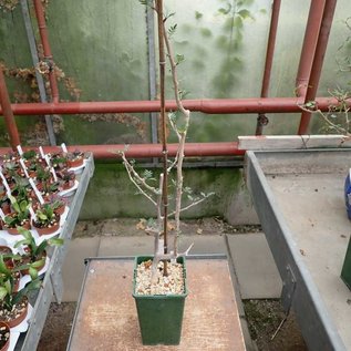 Bursera microphylla   Sonora, NW-Mexiko