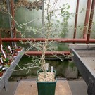 Commiphora simplicifolia   Lake Tsimanampetsotsa am Mandrave Fluß, Madagaskar