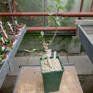 Commiphora rostrata v. reflexa