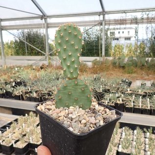 Opuntia basilaris-Hybr. cv. Bern      (dw)