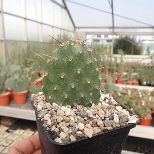 Opuntia fragilis cv. Wizzard      (dw)