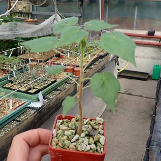 Sterculia africana