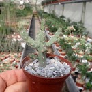 Euphorbia debilispina   Tanzania, Leach