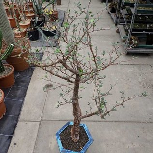 Bursera schlechtendalii   Zacatecas, Puebla, Zapotitlan, Mexiko