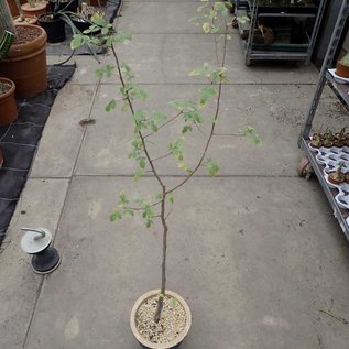 Commiphora mildbraedii   Ghazi, Kenia