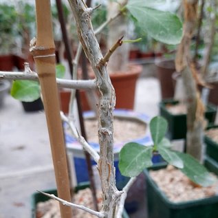 Commiphora karibensis   Namibia, Botswana, Zimbabwe