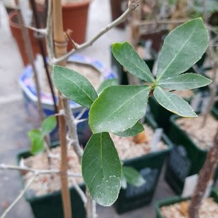 Commiphora karibensis   Namibia, Botswana, Zimbabwe