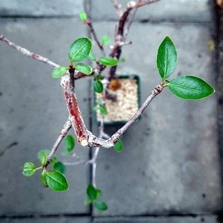 Bursera sp.   Guatemala