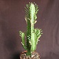 Euphorbia trigona