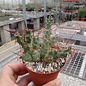 Tephrocactus pentlandii v. rossianus