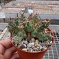 Tephrocactus pentlandii v. rossianus