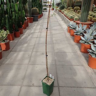 Commiphora sp.   Adadi, Kenia