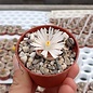 Lithops karasmontana