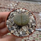 Lithops bromfieldii v. insularis cv. Sulphurea S 370