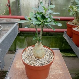 Adenium spec. Senegal