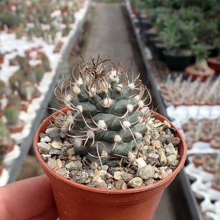 Turbinicarpus macrochele fo. frailensis  w La Bonita   CITES, not outside EU