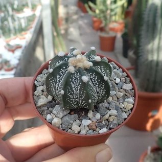 Astrophytum-Hybr. CAPAS X Super Kabuto A-Flower