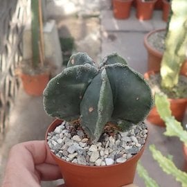 Astrophytum myriostigma cv. Fukuryu