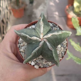 Astrophytum myriostigma cv. Fukuryu