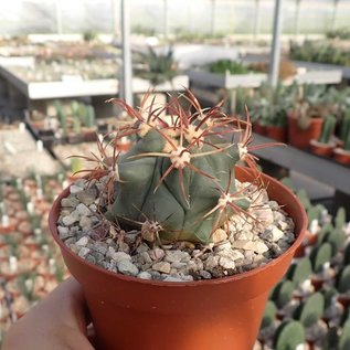 Ferocactus diguetii