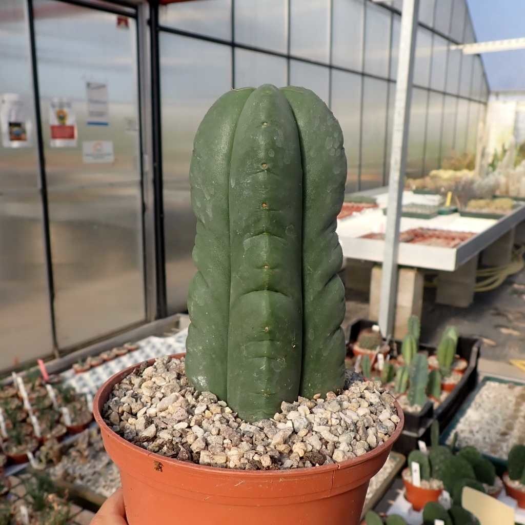 Trichocereus scopulicola Uhlig Kakteen Über 5000 verschiedene Arten