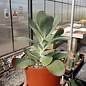 Kalanchoe thyrsiflora