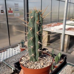 Trichocereus peruvianus