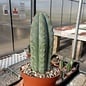 Trichocereus pachanoi