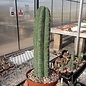 Trichocereus pachanoi