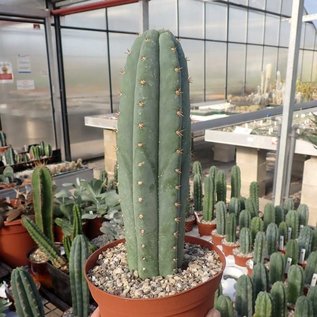 Trichocereus pachanoi