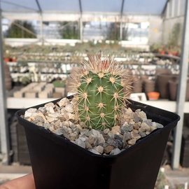 Echinocereus coccineus       (dw)