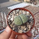 Lithops julii ssp. fulleri cv. Fullergreen