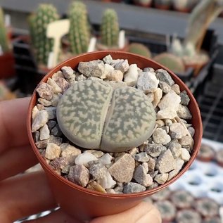 Lithops pseudotruncatella