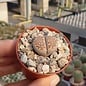 Lithops julii  ssp. fulleri