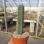 Trichocereus bridgesii