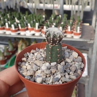 Discocactus horstii    gepfr.  CITES, not outside EU