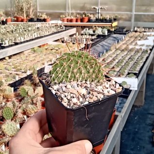 Opuntia polyacantha   Redcliff    (dw)