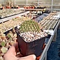 Opuntia polyacantha   Redcliff    (dw)