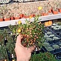 Delosperma cv. Mandarin       (dw)