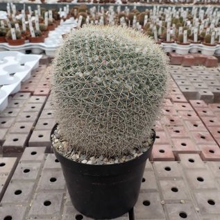 Mammillaria parkinsonii  Rep. 2363 Pena Miller, Querétaro, Mexico, 1400 m