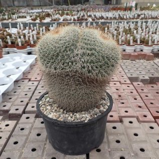 Mammillaria parkinsonii  Rep. 2363 Pena Miller, Querétaro, Mexico, 1400 m