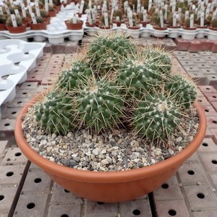 Mammillaria centralifera  Rep. 1141 Arroyo Seco, Queretaro, Mexiko, 1100 m