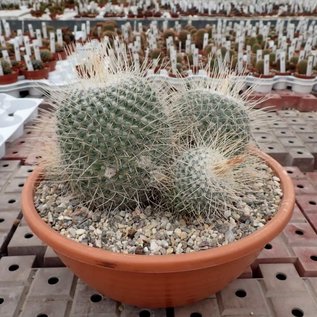 Mammillaria geminispina  Rep. 304 Metztitlan, Hidalgo, Mexico, 1500 m