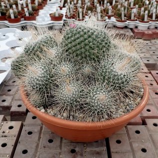 Mammillaria geminispina  Rep. 304 Metztitlan, Hidalgo, Mexico, 1500 m