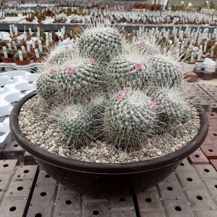 Mammillaria geminispina  Rep. 304 Metztitlan, Hidalgo, Mexico, 1500 m